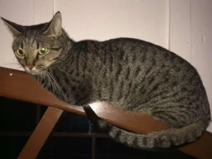 Gato raça SRD idade 2 anos nome Fabi