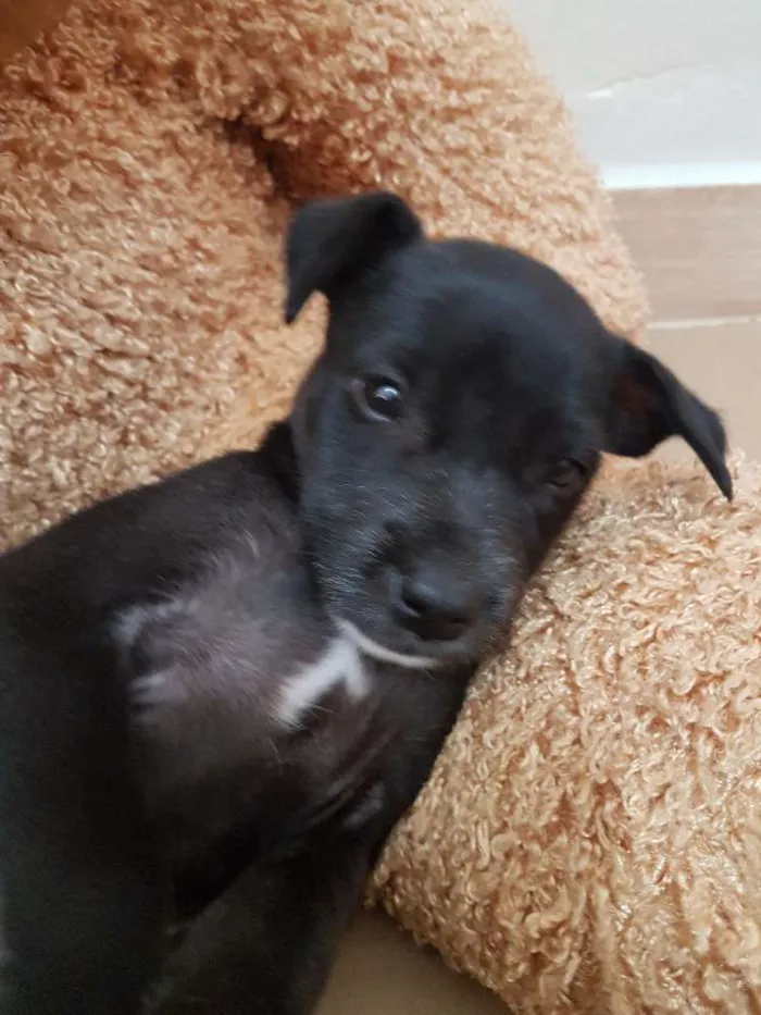 Cachorro ra a Não definida idade Abaixo de 2 meses nome Bazooka