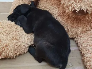 Cachorro raça Não definida idade Abaixo de 2 meses nome Bazooka