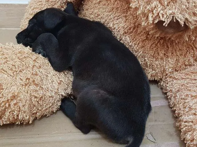 Cachorro ra a Não definida idade Abaixo de 2 meses nome Bazooka