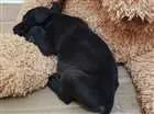 Cachorro raça Não definida idade Abaixo de 2 meses nome Bazooka