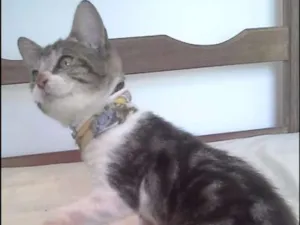 Gato raça tigre idade 2 a 6 meses nome Tigre 