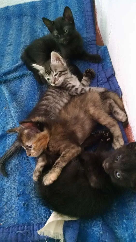 Gato ra a  idade Abaixo de 2 meses nome Filhotes