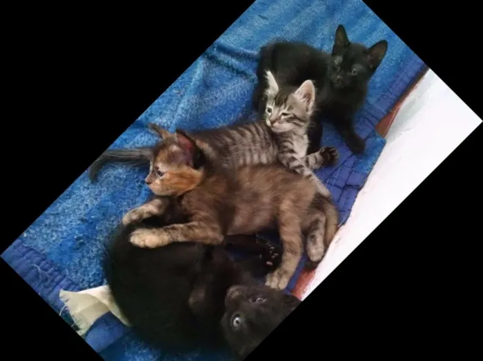 Gato ra a  idade Abaixo de 2 meses nome Filhotes