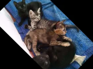 Gato raça  idade Abaixo de 2 meses nome Filhotes