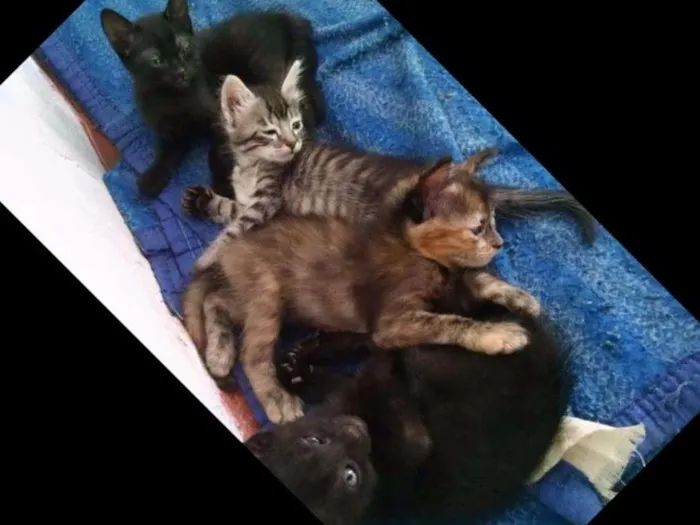 Gato ra a  idade Abaixo de 2 meses nome Filhotes