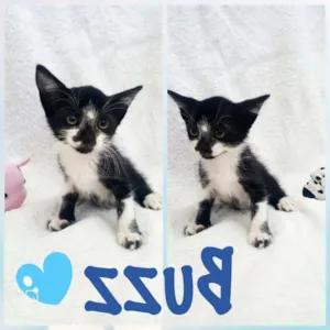 Gato raça SRD idade 2 a 6 meses nome Buzz