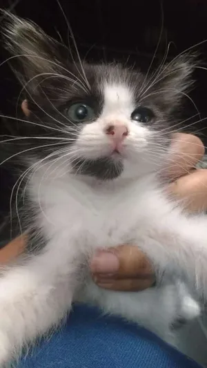 Gato raça  idade 2 a 6 meses nome Meg
