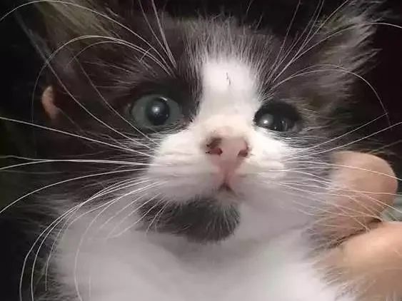 Gato raça  idade 2 a 6 meses nome Meg