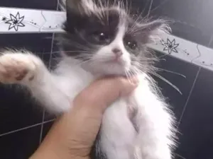 Gato raça  idade 2 a 6 meses nome Luna