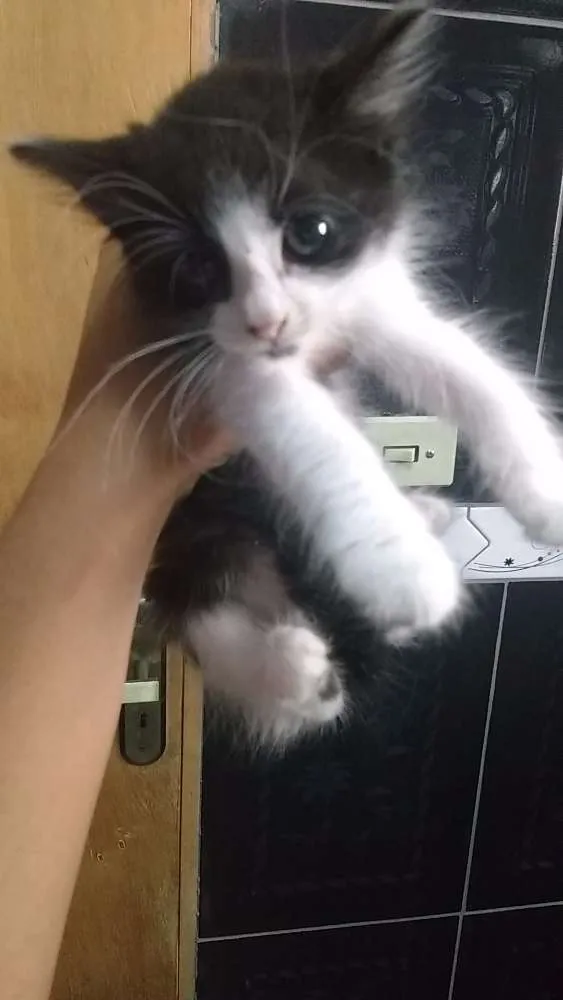Gato raça  idade 2 a 6 meses nome Luna