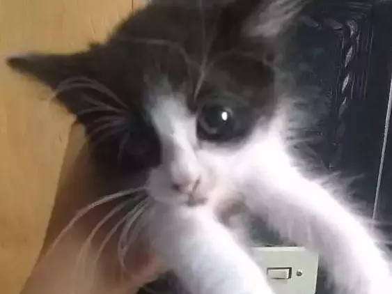 Gato raça  idade 2 a 6 meses nome Luna