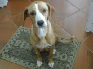 Cachorro raça Vira lata idade 2 a 6 meses nome Não possuem nomes