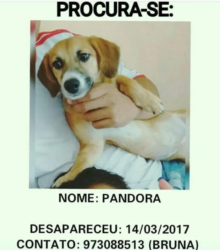 Cachorro ra a SRD idade 2 a 6 meses nome Pandora