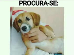 Cachorro raça SRD idade 2 a 6 meses nome Pandora