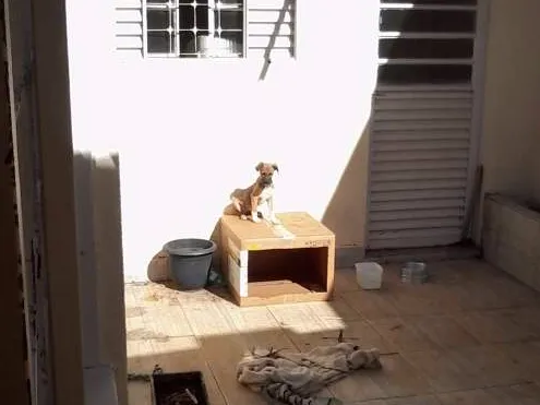 Cachorro raça SRD idade 2 a 6 meses nome Marley