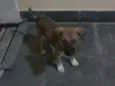 Marley