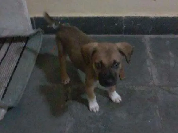 Cachorro raça SRD idade 2 a 6 meses nome Marley