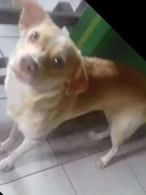 Cachorro raça Não Identificada  idade 7 a 11 meses nome Hulk