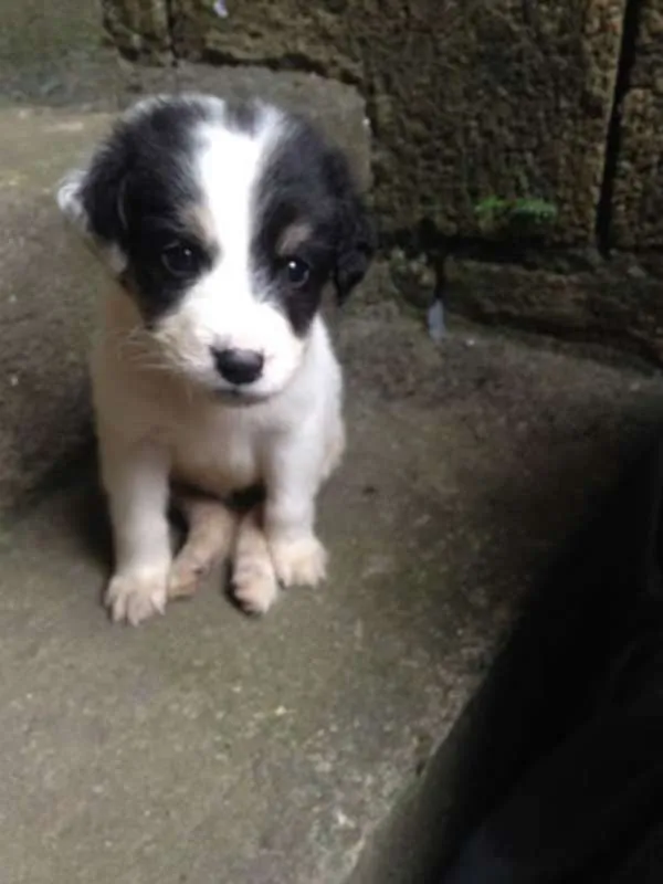 Cachorro ra a Viralata idade 2 a 6 meses nome Sem nome