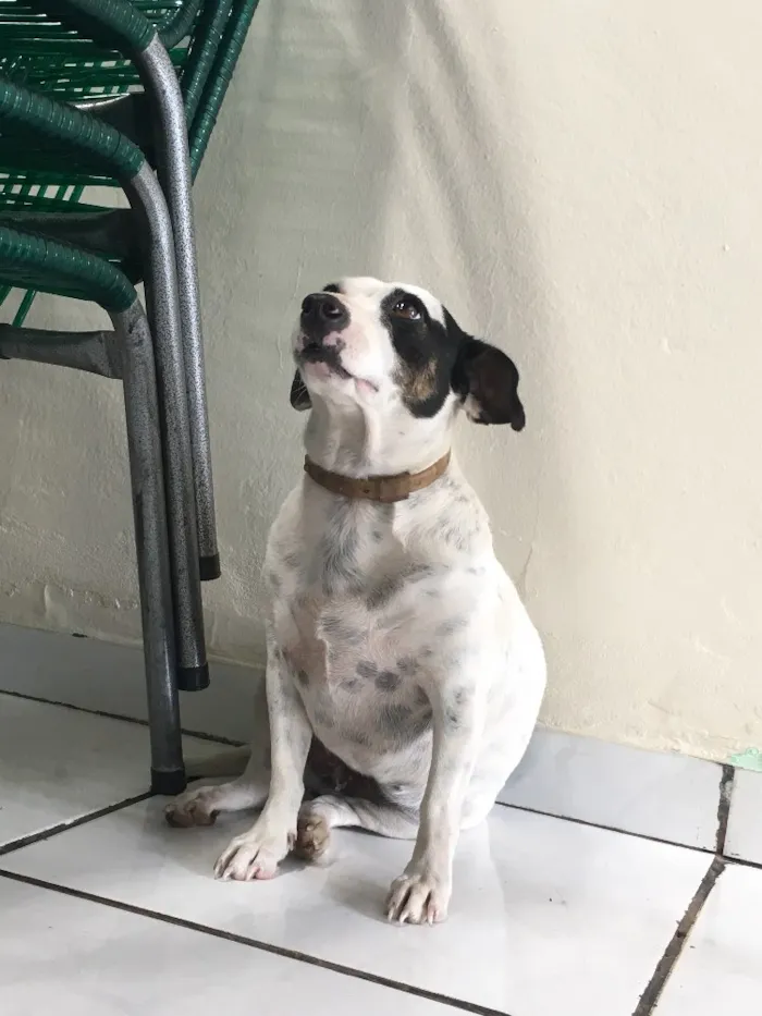 Cachorro ra a Vira lata idade 3 anos nome Princesa