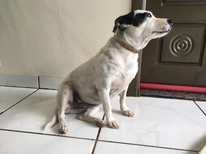 Cachorro ra a Vira lata idade 3 anos nome Princesa