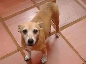 Cachorro raça Prinscher idade 6 ou mais anos nome Suzy