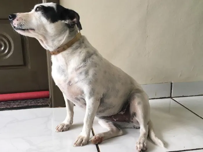 Cachorro ra a Vira lata idade 3 anos nome Princesa