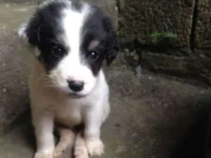 Cachorro raça Viralata idade 2 a 6 meses nome Sem nome