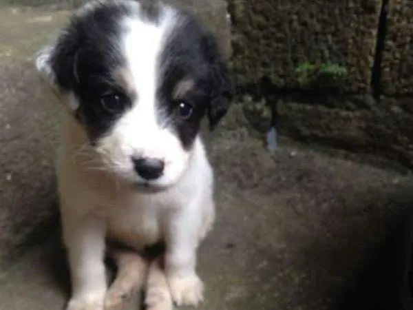 Cachorro ra a Viralata idade 2 a 6 meses nome Sem nome