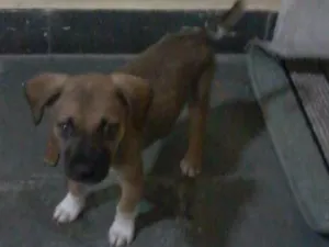 Cachorro raça SRD idade 2 a 6 meses nome Marley