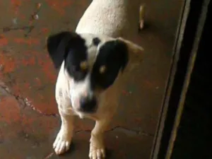 Cachorro raça basset com vira latas  idade 1 ano nome Marley