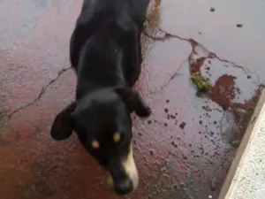 Cachorro raça basset com vira lata  idade 1 ano nome Bob
