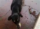 Cachorro raça basset com vira lata  idade 1 ano nome Bob