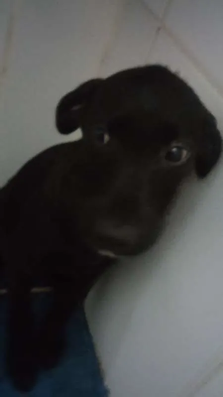Cachorro raça Mutt  idade 2 a 6 meses nome CHICA E DITA