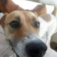 Alemão