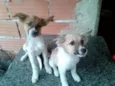 Não tem