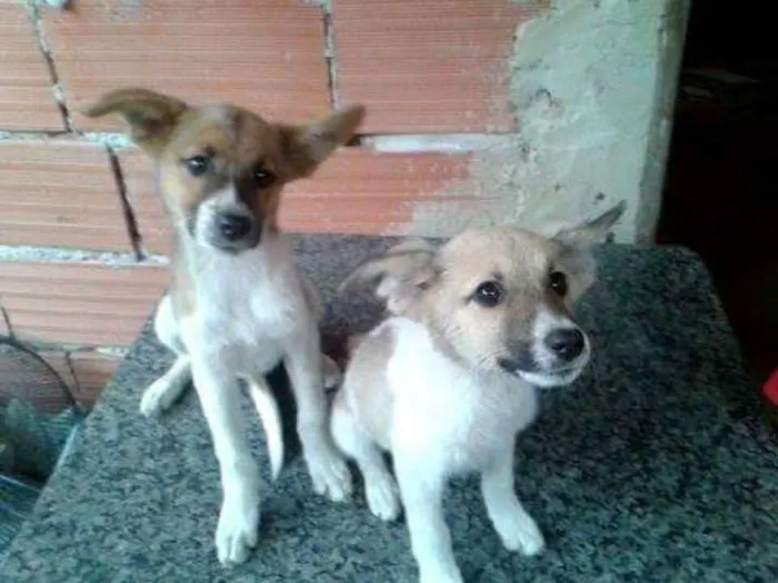 Cachorro raça Não sei idade 2 a 6 meses nome Não tem