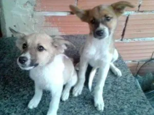 Cachorro raça Não sei idade 2 a 6 meses nome Não tem