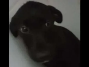 Cachorro raça Mutt  idade 2 a 6 meses nome CHICA E DITA