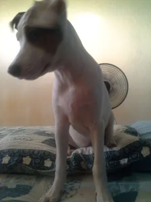 Cachorro raça rnd idade 2 a 6 meses nome hades