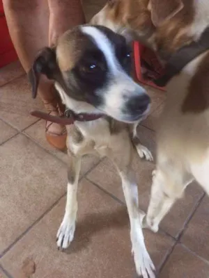 Cachorro raça SRD idade 1 ano nome LUMA