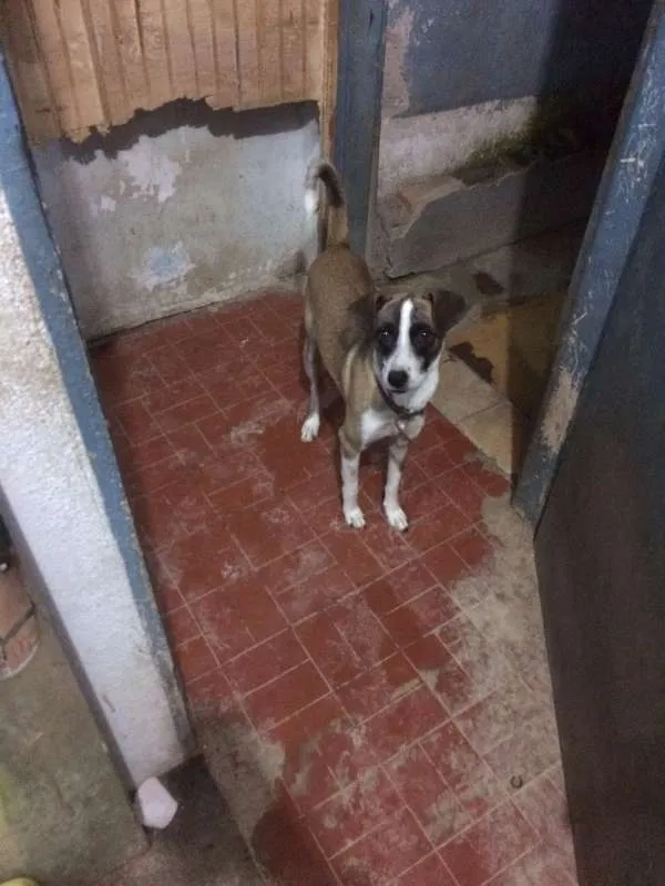 Cachorro ra a SRD idade 1 ano nome LUMA