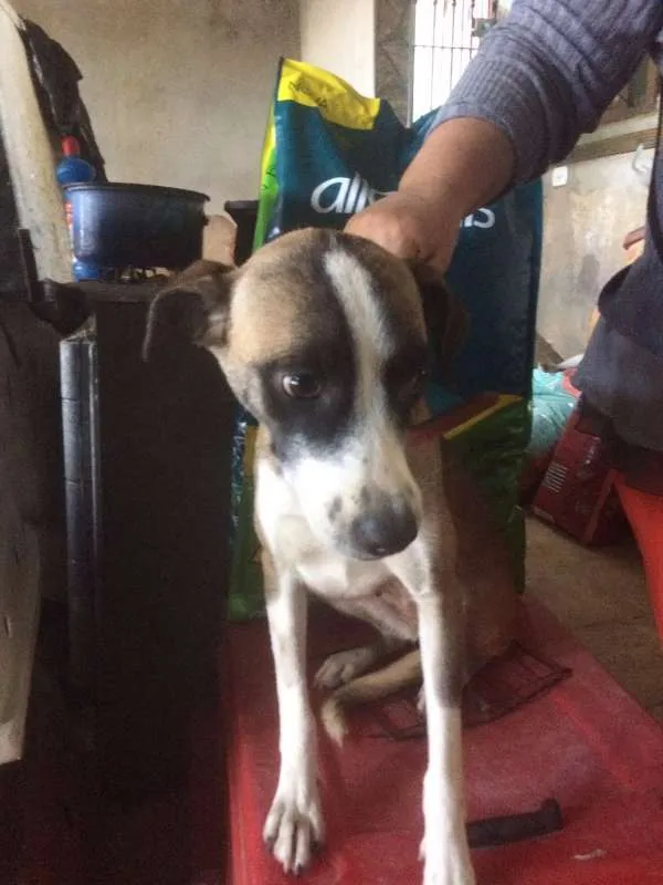 Cachorro ra a SRD idade 1 ano nome LUMA