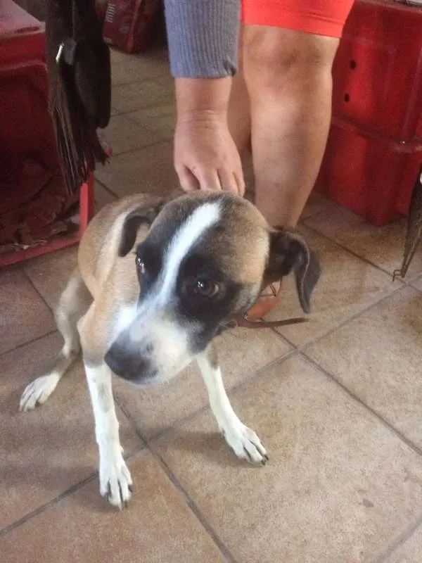 Cachorro ra a SRD idade 1 ano nome LUMA