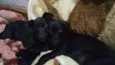CHICA E DITA