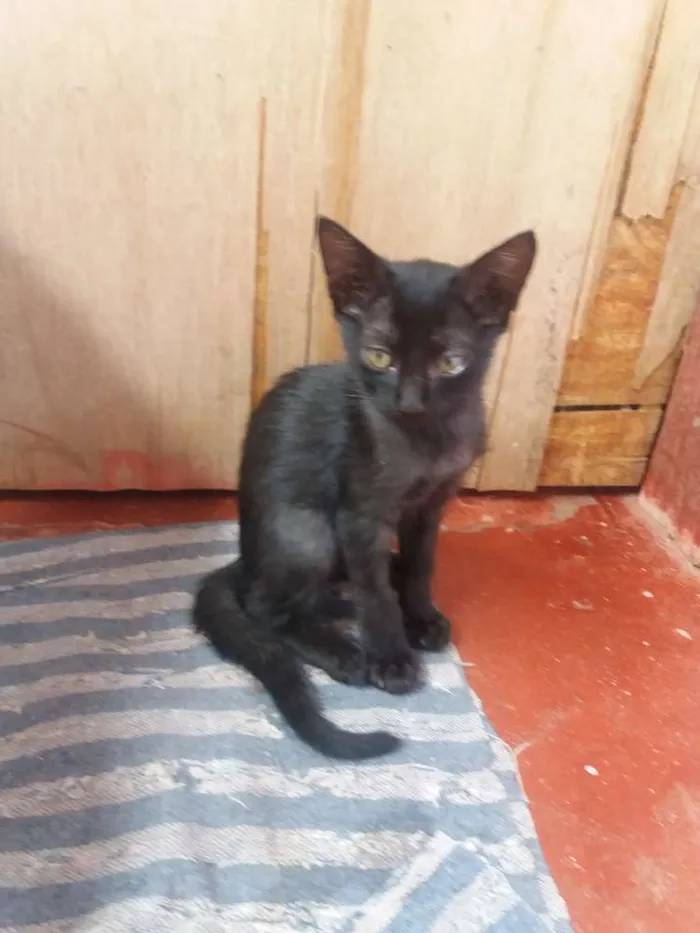 Gato ra a Vira lata idade 2 a 6 meses nome Pretinha Baby