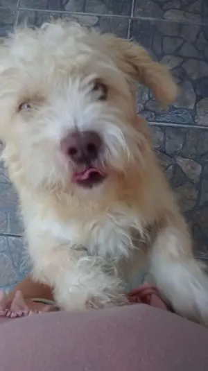 Cachorro raça misturada  idade 2 anos nome Caramelo