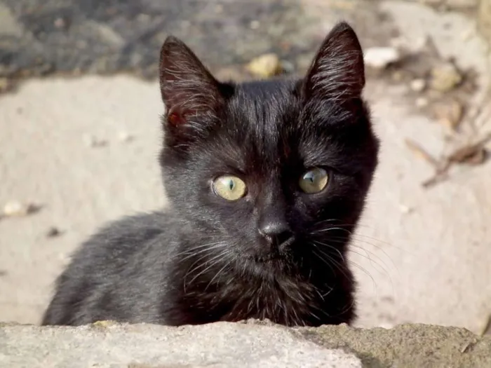 Gato ra a SEM RAÇA DEFINIDA idade 7 a 11 meses nome NAO TEM