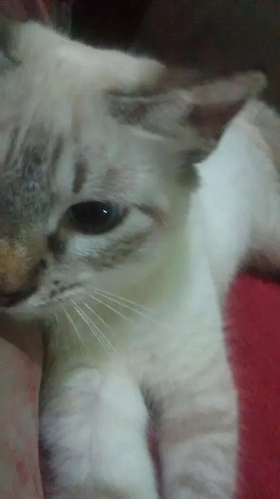 Gato ra a Cianes idade 2 a 6 meses nome Bolinha